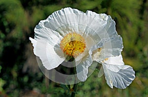 Matilija Poppy, Romneya